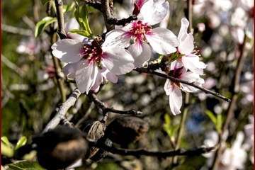 Manto de tonos blancos y rosas en Gran Canaria (Reportaje gráfico de Ildefonso Rodríguez)